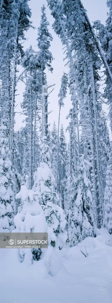 lodpole pine and subalpine fir forest after snowstorm, McDonald Pass, Little Fort, British Columbia