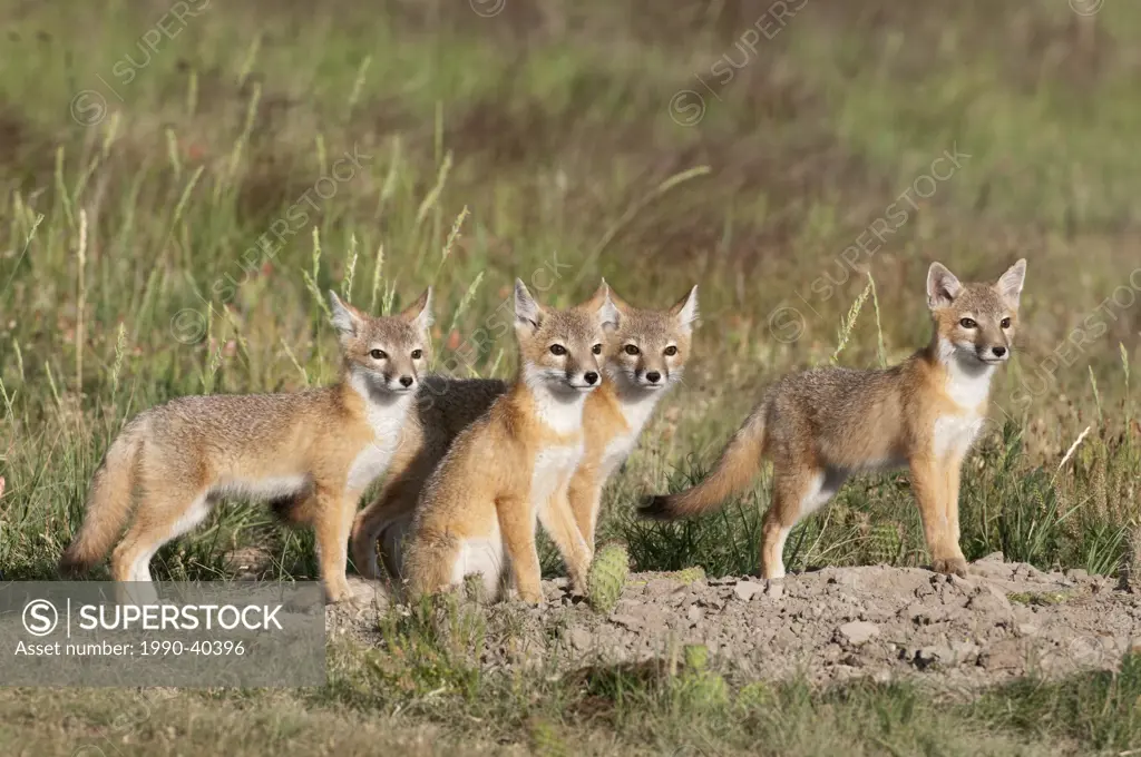 Swift fox Vulpes velox, kits at den, near Pawnee National Grassland, Colorado.