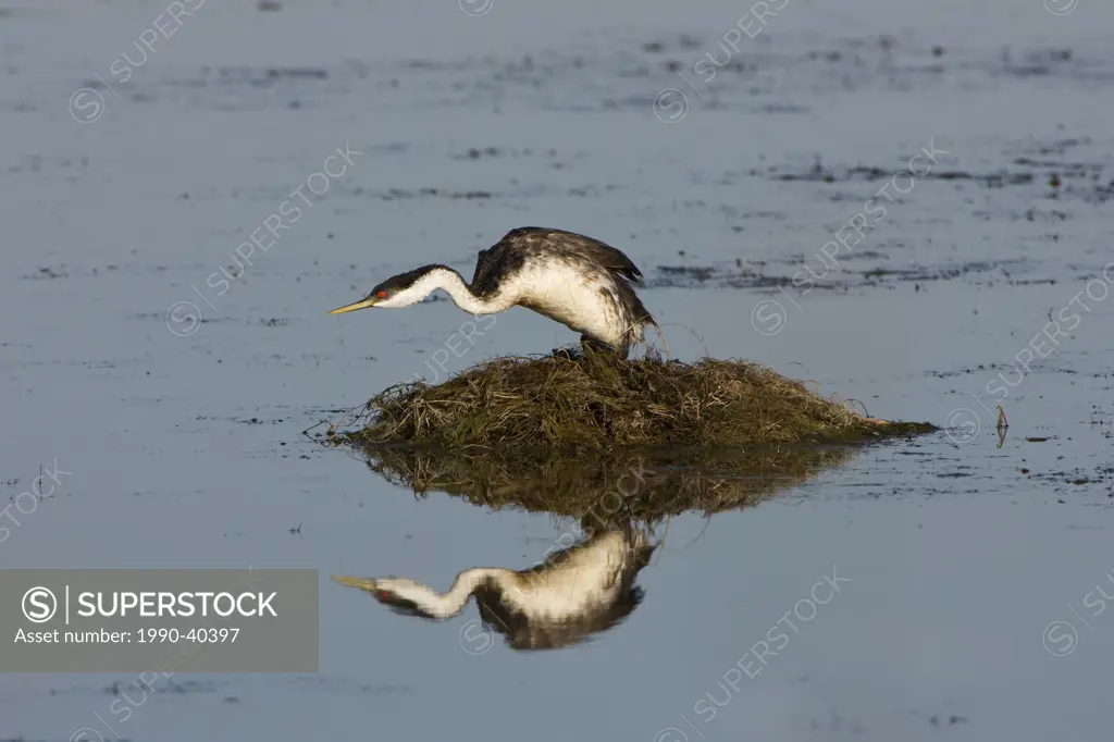 Western grebe Aechmophorus occidentalis, on nest, Bear River Migratory Bird Refuge, Utah.