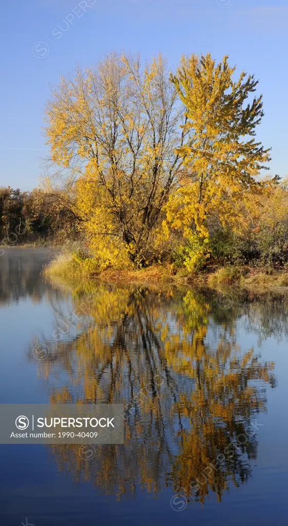 Sugar maple reflected in the Vermilion River. Greater Sudbury, Ontario, Canada.