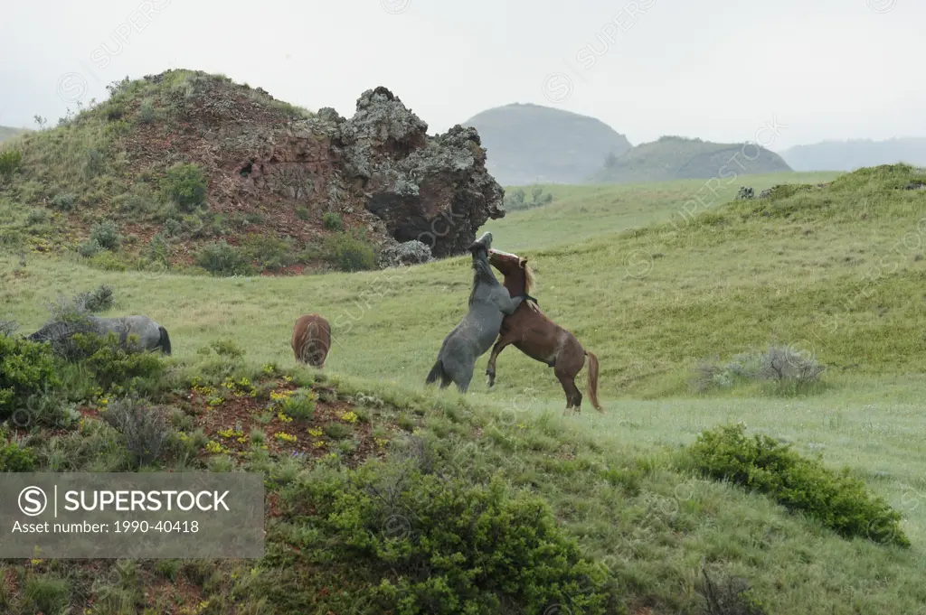Feral Horse Wild HorseEquus caballus. Courting pair. Theodore Roosevelt National Park South Unit, North Dakota, United States of America.