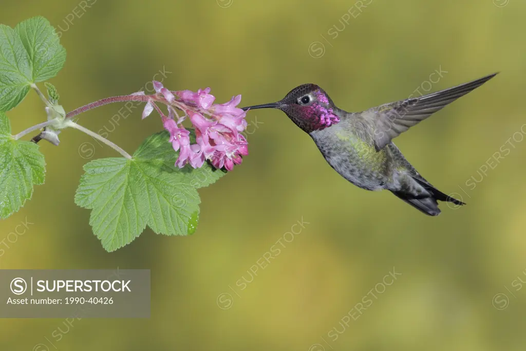 Male Anna´s Hummingbird Calypte anna feeding on the nectar of a flower.