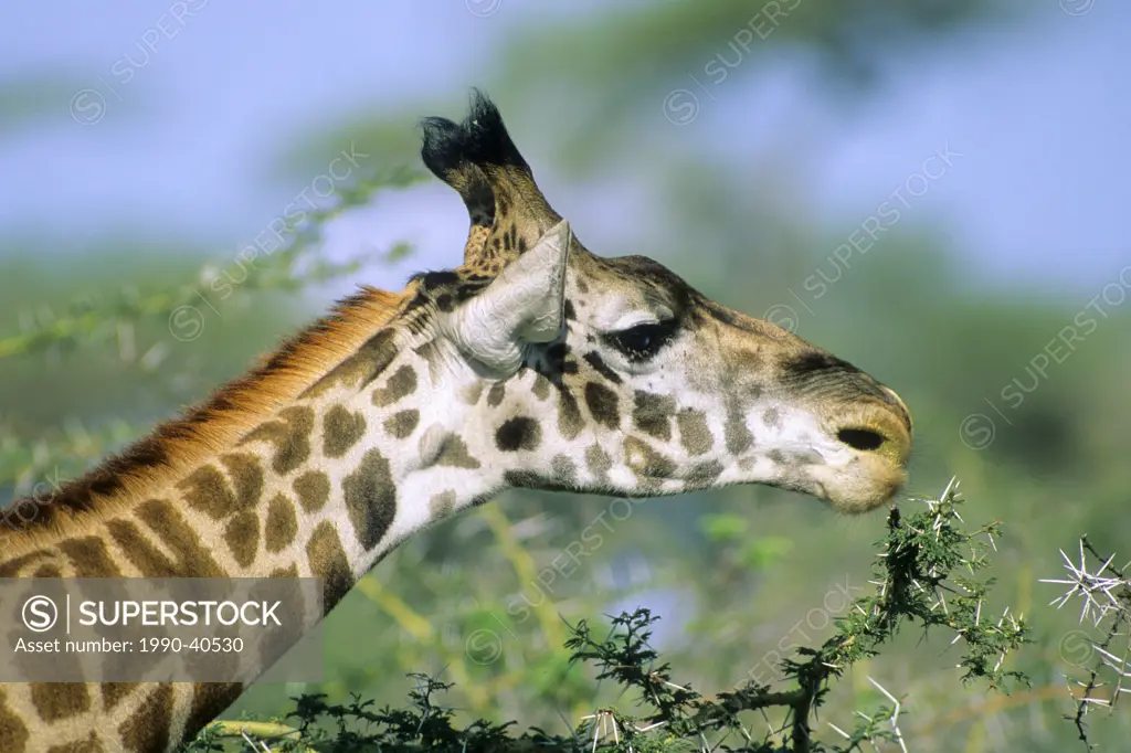 Adult giraffe Giraffa camelopardalis feeding on acacia leaves, Masai Mara Reserve, Kenya, East Africa