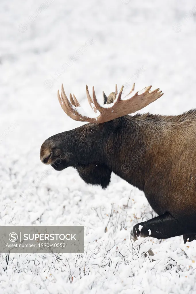 Bull moose, Alces alces