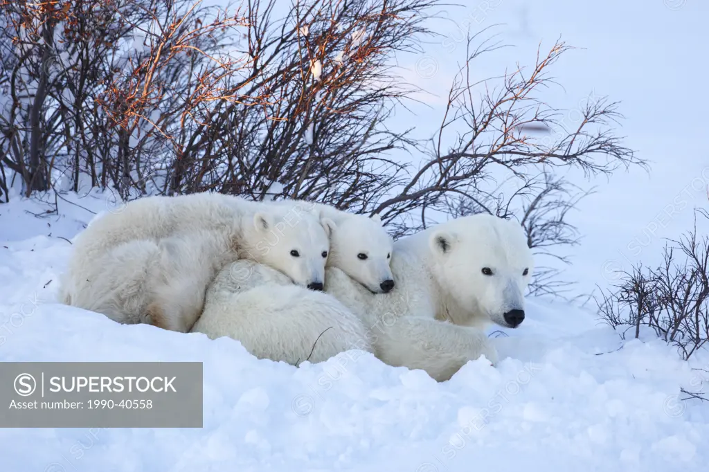 Polar bear mother and cubs sleeping in a snowdrift, Churchill, Manitoba, Canada