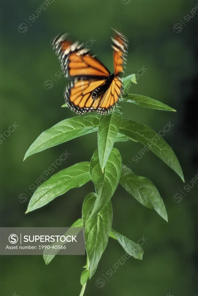 Monarch Butterfly Danaus plexippus lands on milkweed, summer, North America.