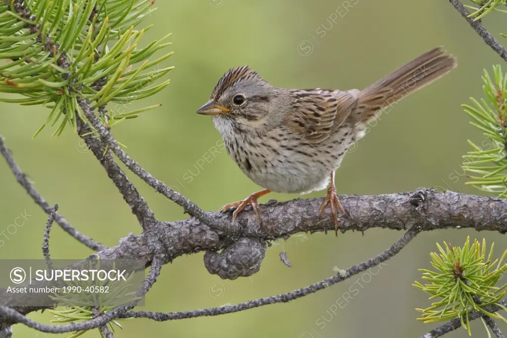 Lincoln´s Sparrow Melospiza lincolnii perched on a branch in the boreal forest of Saskatchewan, Canada.
