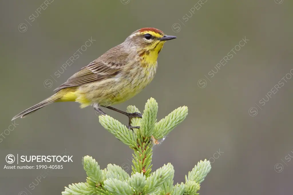 Palm Warbler Dendroica palmarum perched on a branch in the boreal forest of Saskatchewan, Canada.