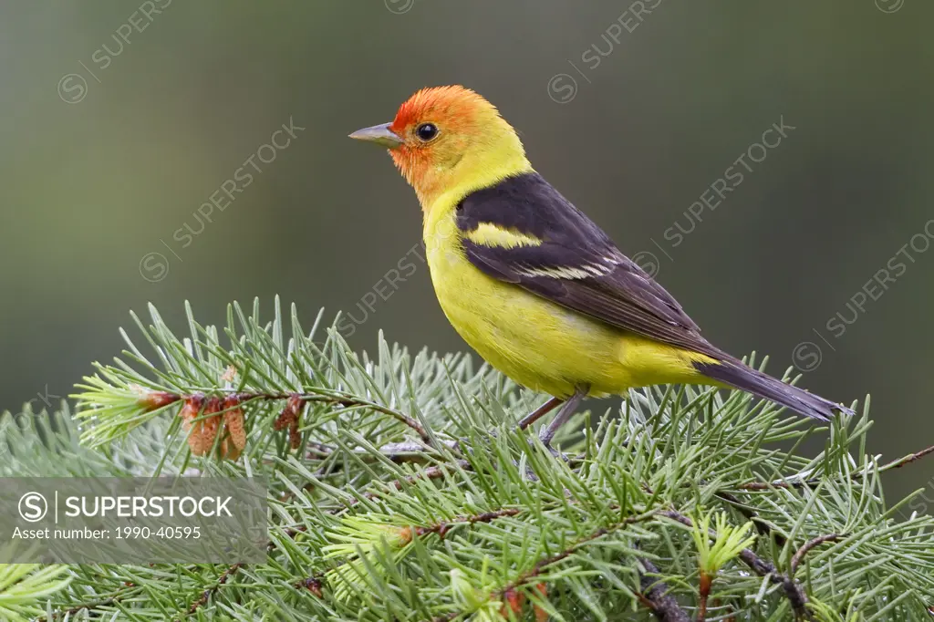 Western Tanager Piranga ludoviciana perched on a branch in British Columbia, Canada.