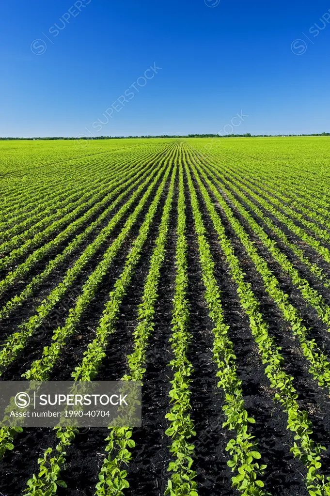 early growth soybean field near Lorette, Manitoba, Canada