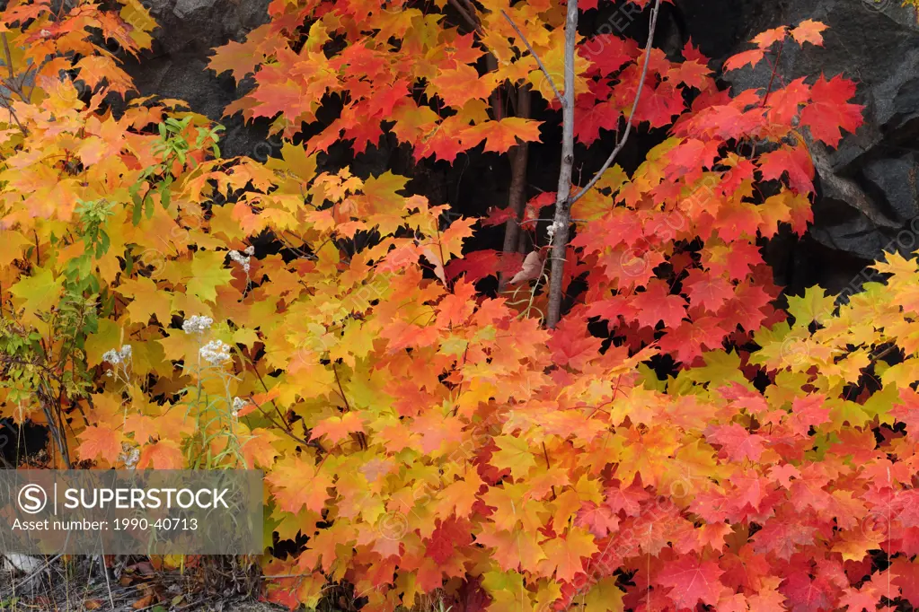 Red maple Acer rubrum Autumn foliage.