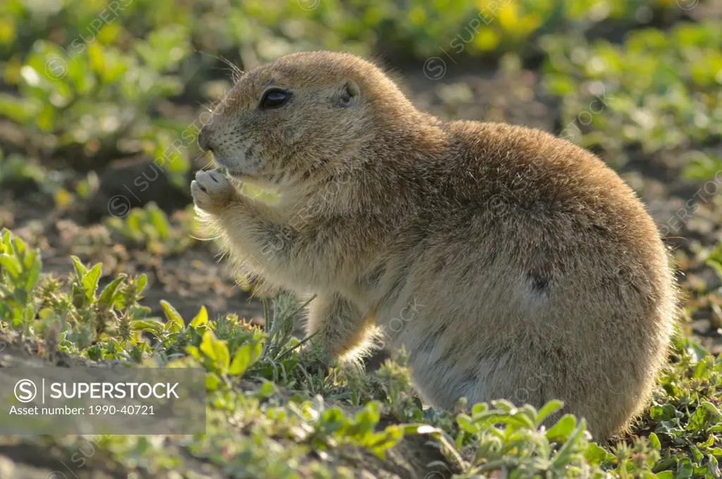 Black tailed prairie dog Cynomys ludovicianus.