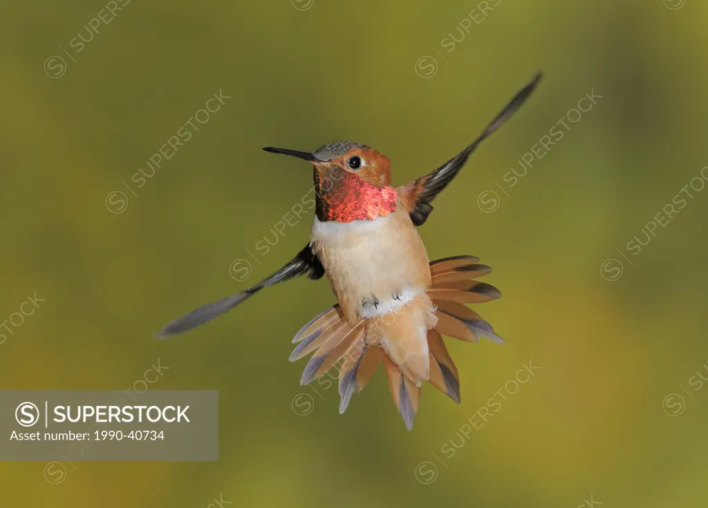 Male Rufous Hummingbird Selasphorus rufus in flight.