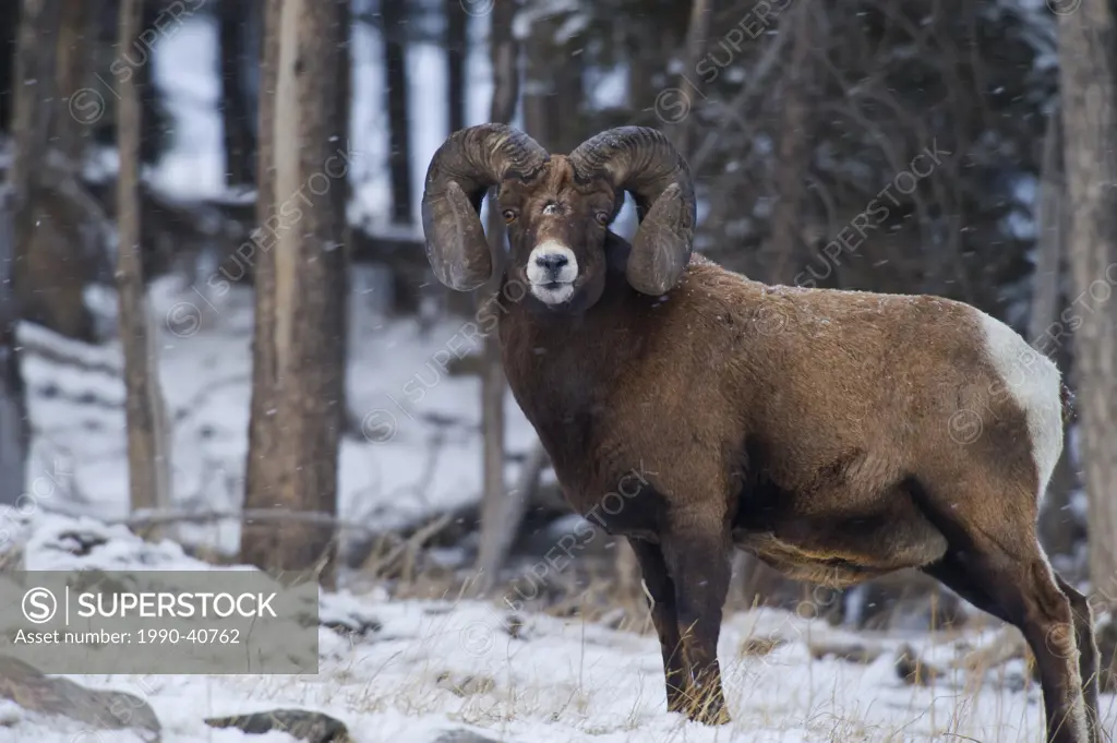 An adult Rocky Mountain Bighorn Sheep Ovis canadensis ram standing in a wooded area of Jasper National Park, Alberta, Canada.