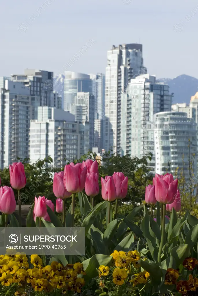 Tulips and a view of downtown from Choklit Park, Vancouver, British Columbia, Canada.