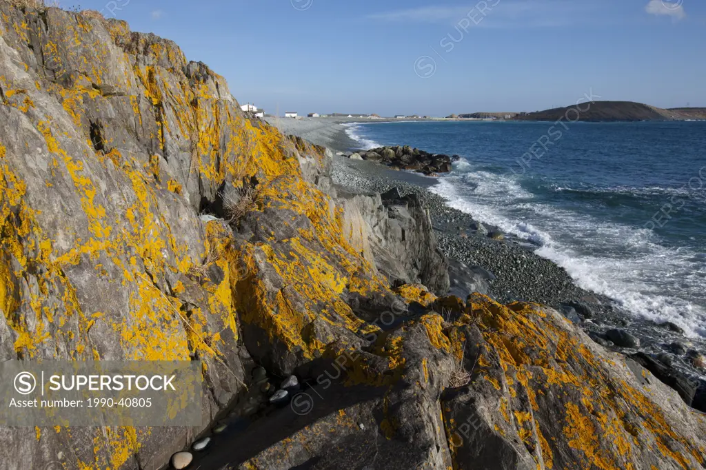 Lichen covered rocky coastline with beach in background, Ferryland, Newfoundland and Labrador, Canada.