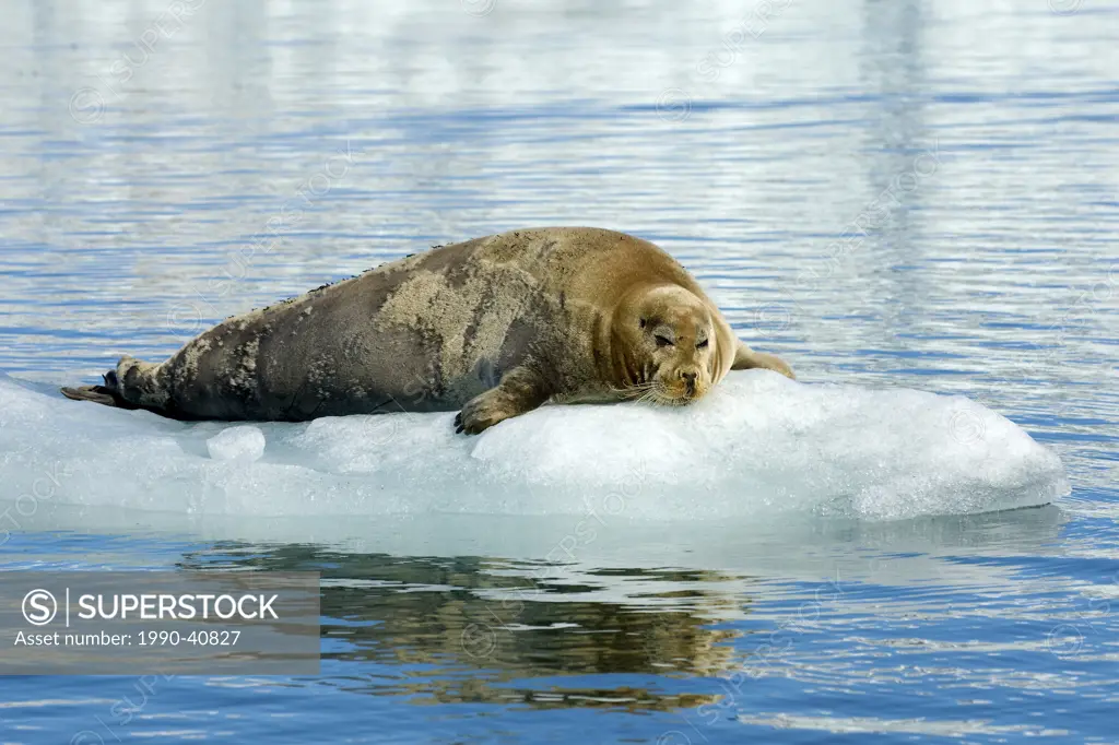 Adult male bearded seal Erignathus barbatus resting on an ice floe, Svalbard Archipelago, Arctic Norway