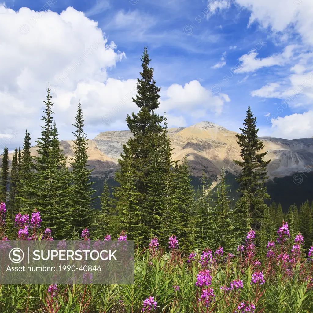 Fireweed wildflowers and Pine tree stand. Banff National Park, Alberta, Canada.