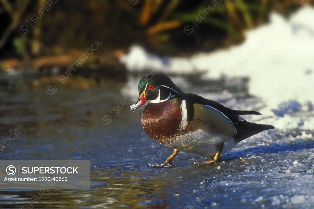 Wood Duck Aix sponsa drake walks on frozen shoreline of pond, winter, North America.