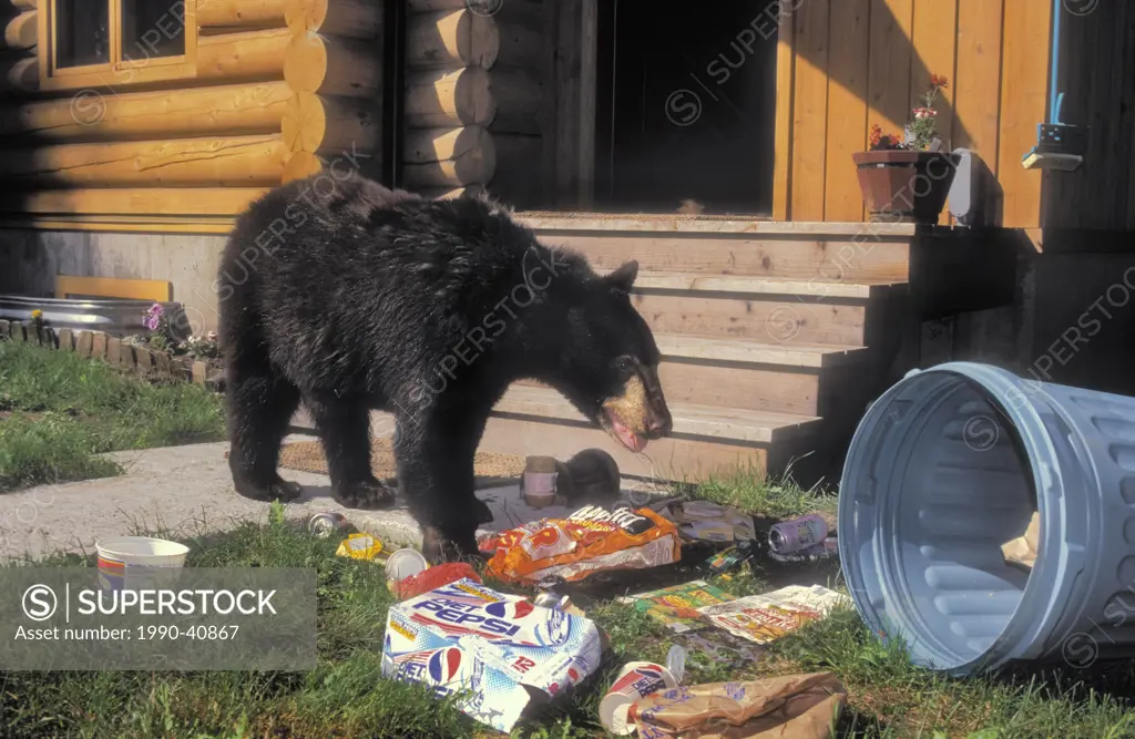 Black Bear Ursus americanus raids household garbage. Summer, Rocky Mountains, North America.