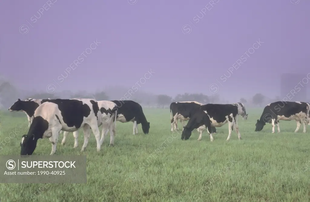 Holstein dairy cattle Bos taurus grazing in foggy pasture in Saskatchewan, Canada.