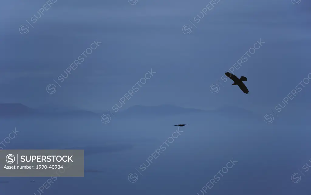 Crows Corvus brachyrhynchos in the dusk mist over Mount Erskine, Saltspring Island, British Columbia, Canada.