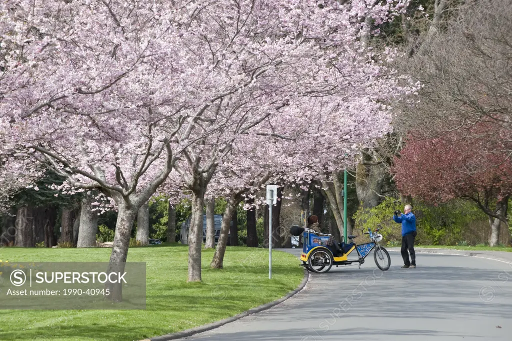 Springtime blossoms in Beacon Hill Park, Victoria, BC, Canada