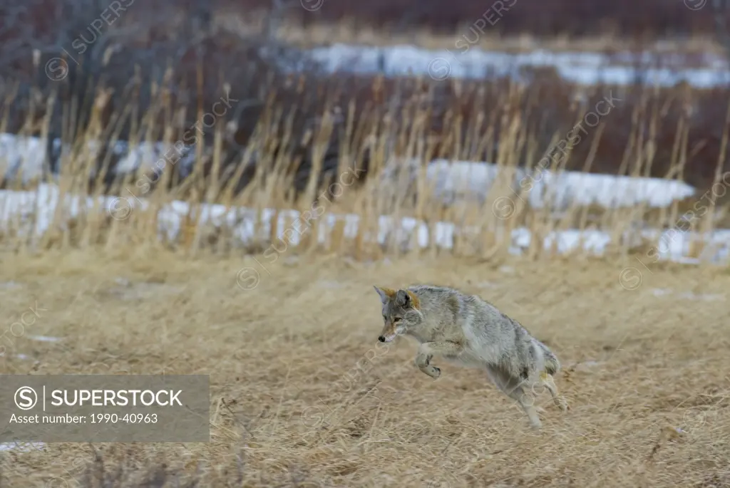 Coyote Canis latrans Adult Hunting. Southwest Alberta Canada.