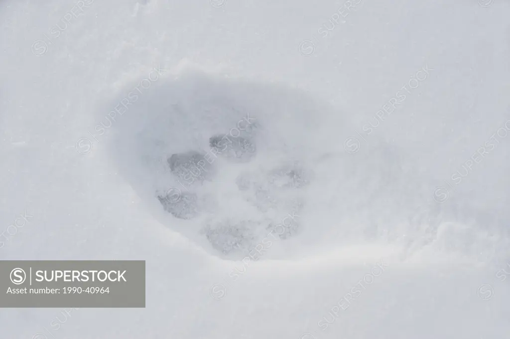 Gray Wolf Canis lupus Tracks in fresh snow. Southwest Alberta Canada.