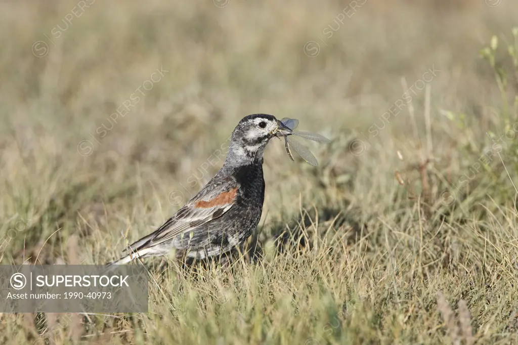 McCown´s longspur Calcarius mccownii, male with dragonfly to feed to chicks, Pawnee National Grassland, Colorado.