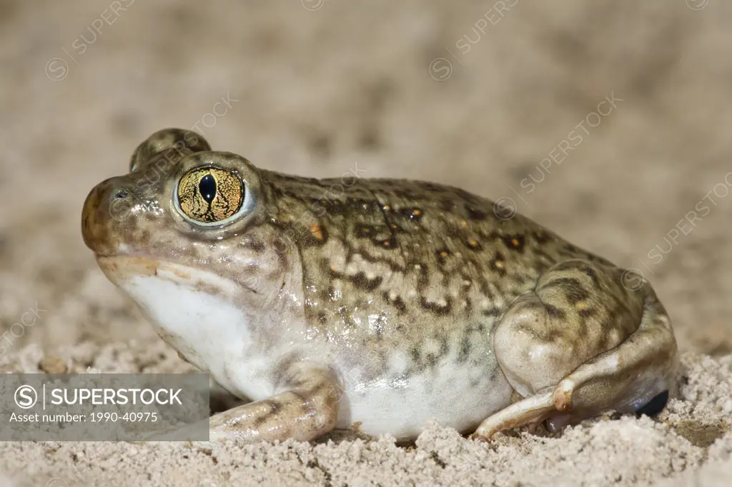 Plains spadefoot toad Spea bombifrons, near Pawnee National Grassland, Colorado. temporarily captive