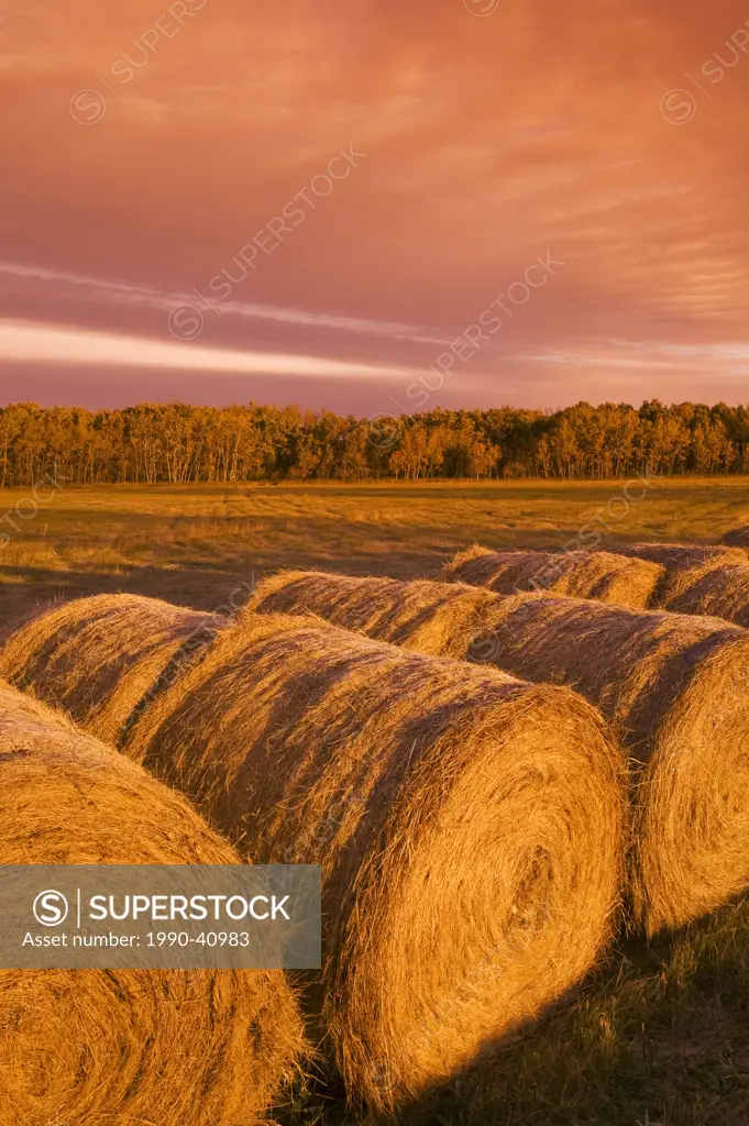 hay rolls, near Winnipeg, Manitoba