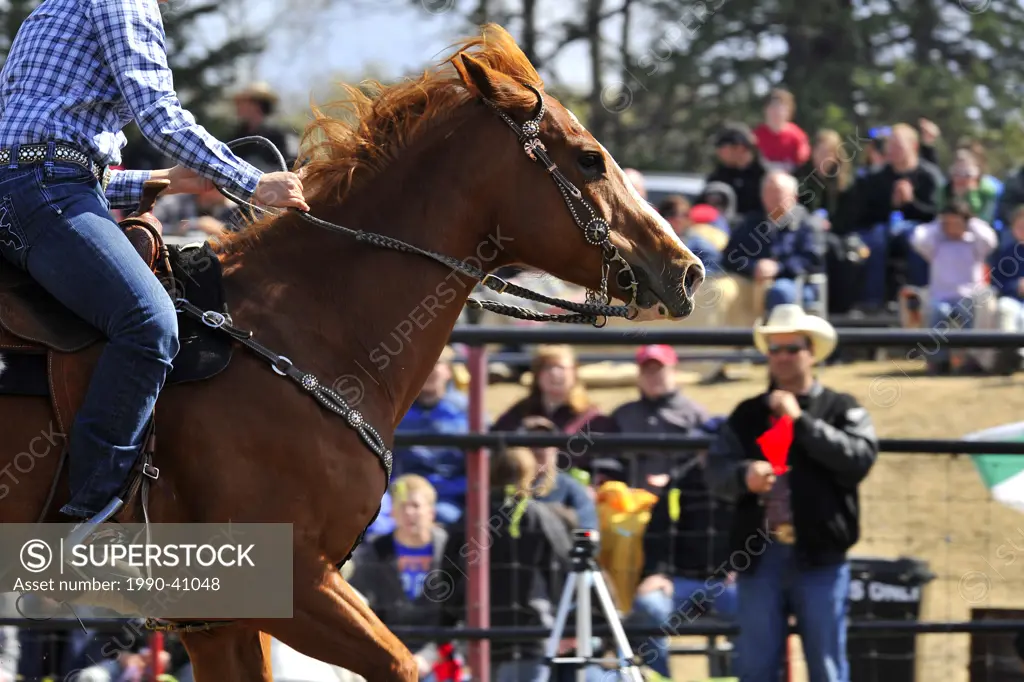 A close up of a barrel racing horse crossing the timed finish line, Alberta, Canada.