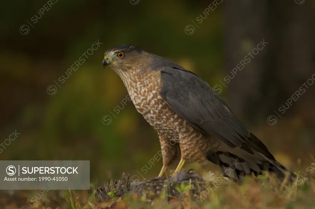 Cooper´s Hawk Accipiter cooperii perched on its prey.
