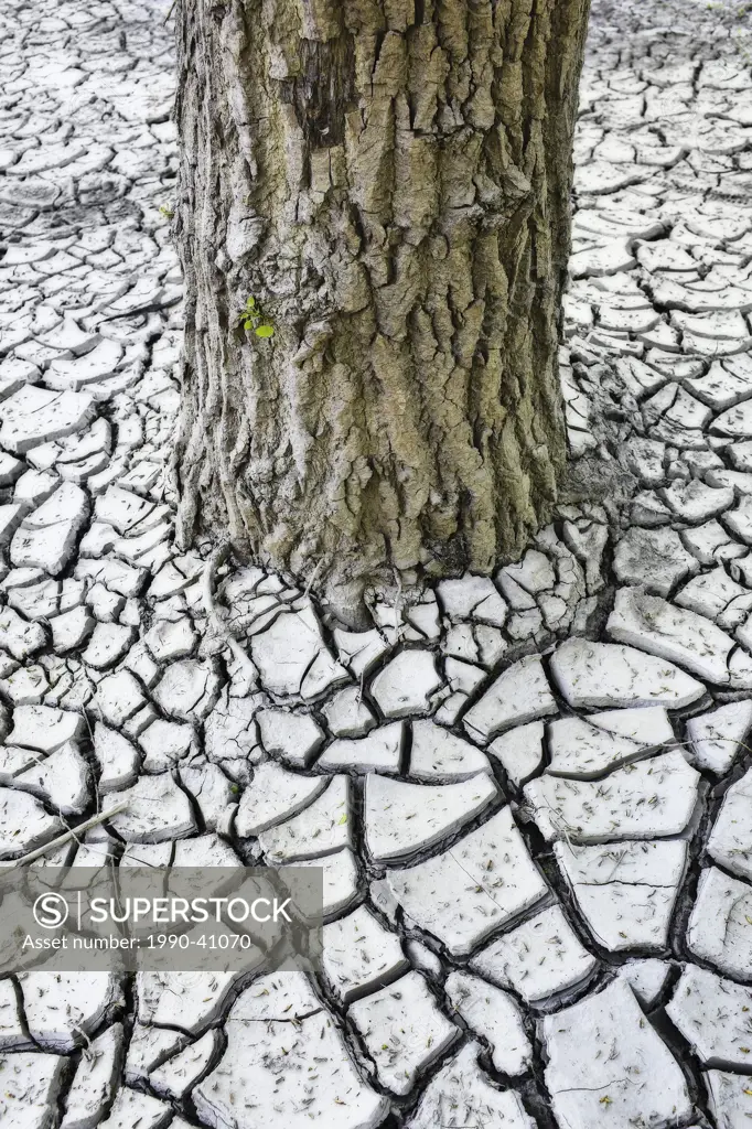 Trunk of a tree and cracked clay mud in the Red River Valley. Winnipeg, Manitoba, Canada.