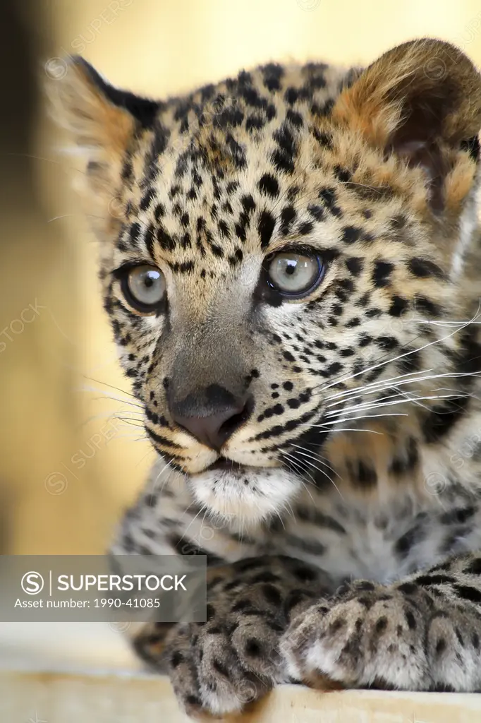 Close up of a very alert Snow Leopard Uncia uncia kitten.