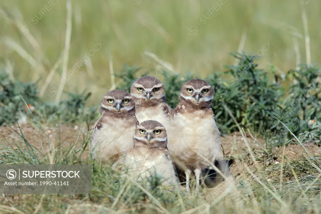 Burrowing owl Athene cunicularia chicks at their nest cavity or den or burrow. Burrowing owls are an endangered species in Canada.
