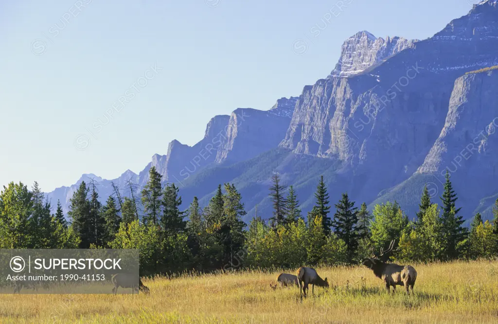 Bull elk and his harem of cows Cervus canadensis, in front of Mount Rundle in Banff National Park in the Canadian Rocky Mountains during the fall rut.