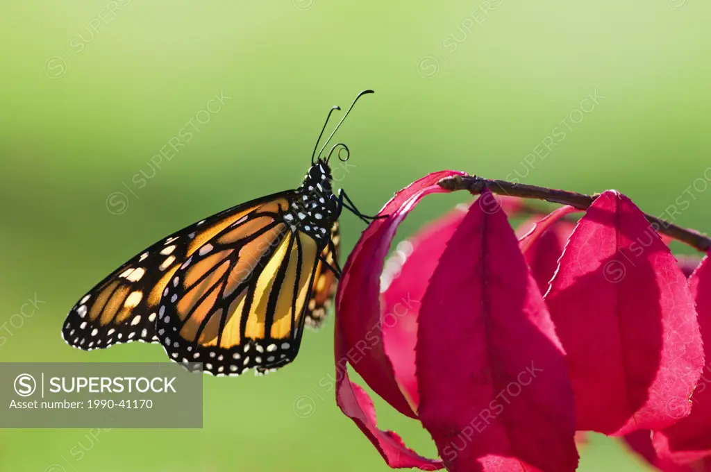 Monarch Butterfly Danaus plexippus sips dew off burning bush leaf, early Fall, North America.