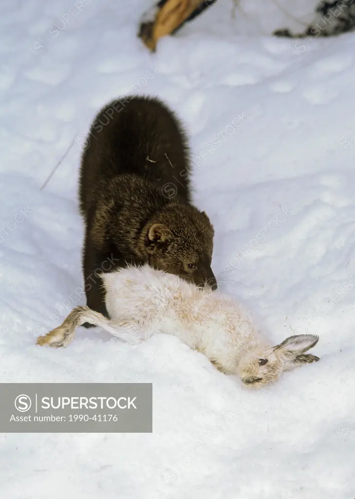 Fisher Martes pennanti & snowshoe hare, winter, Rocky Mountains, North America.