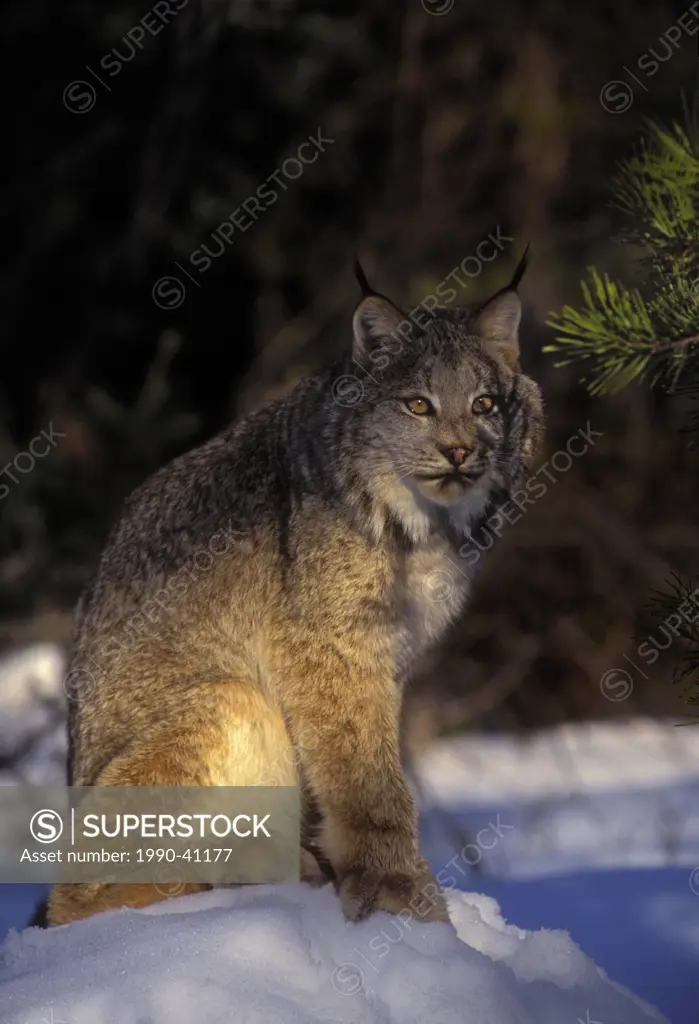 Canada Lynx Lynx canadensis hides in forest shadows to ambush prey, winter, Rocky Mtns, North America.