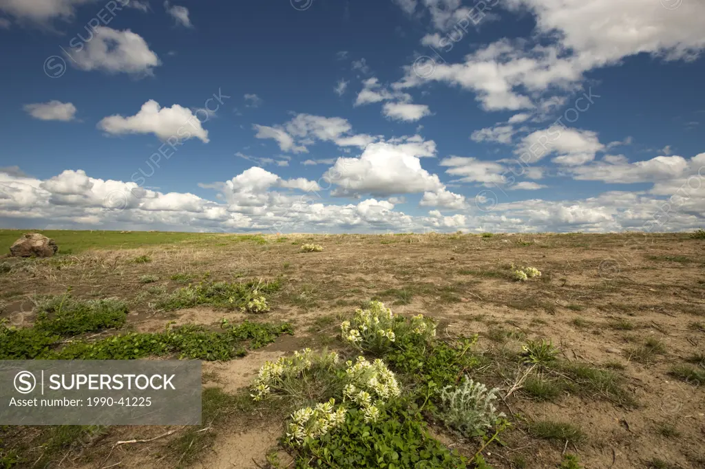 Wildflowers in Grasslands National Park, Saskatchewan, Canada.