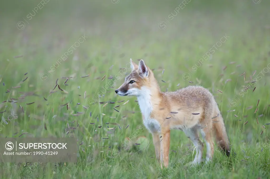 Swift fox Vulpes velox, kit among blue grama grass Bouteloua gracilis, near Pawnee National Grassland, Colorado.