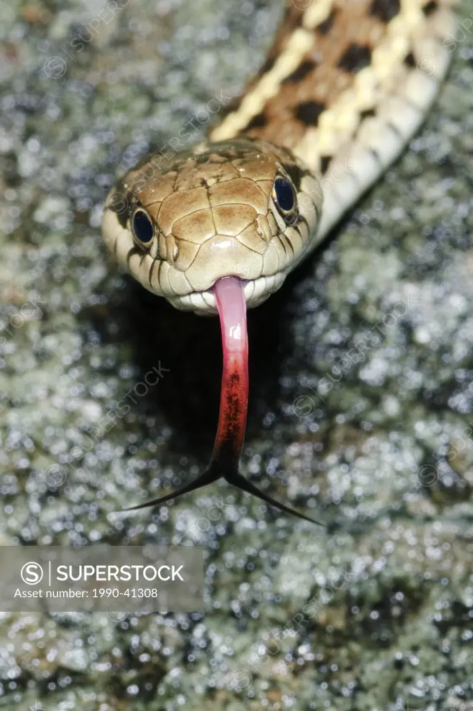 Western wandering garter snake Thamnophis elegans, southern Okanagan valley, British Columbia