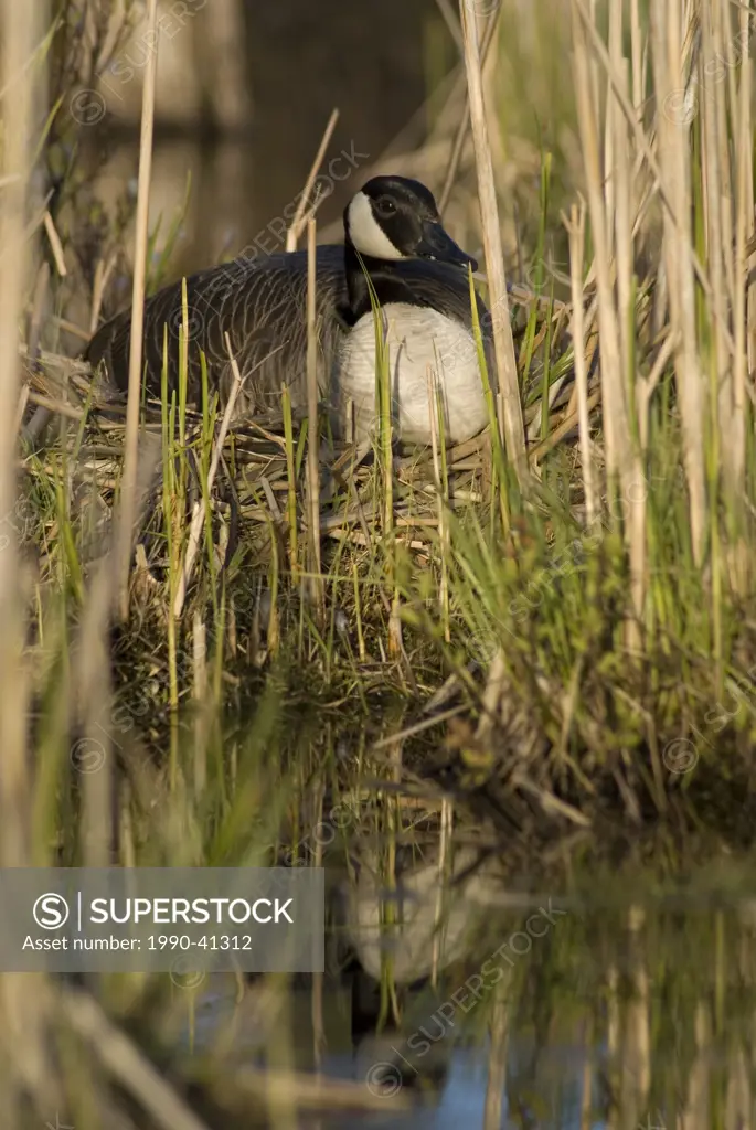 Canada Goose sitting on its nest