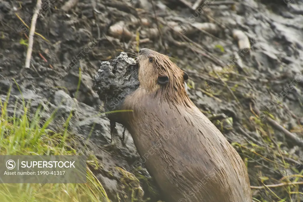 A beaver Castor canadensis holdin mud to build it´s dam.