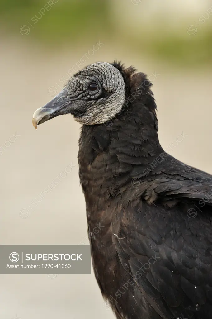 Black vulture Coragyps atratus