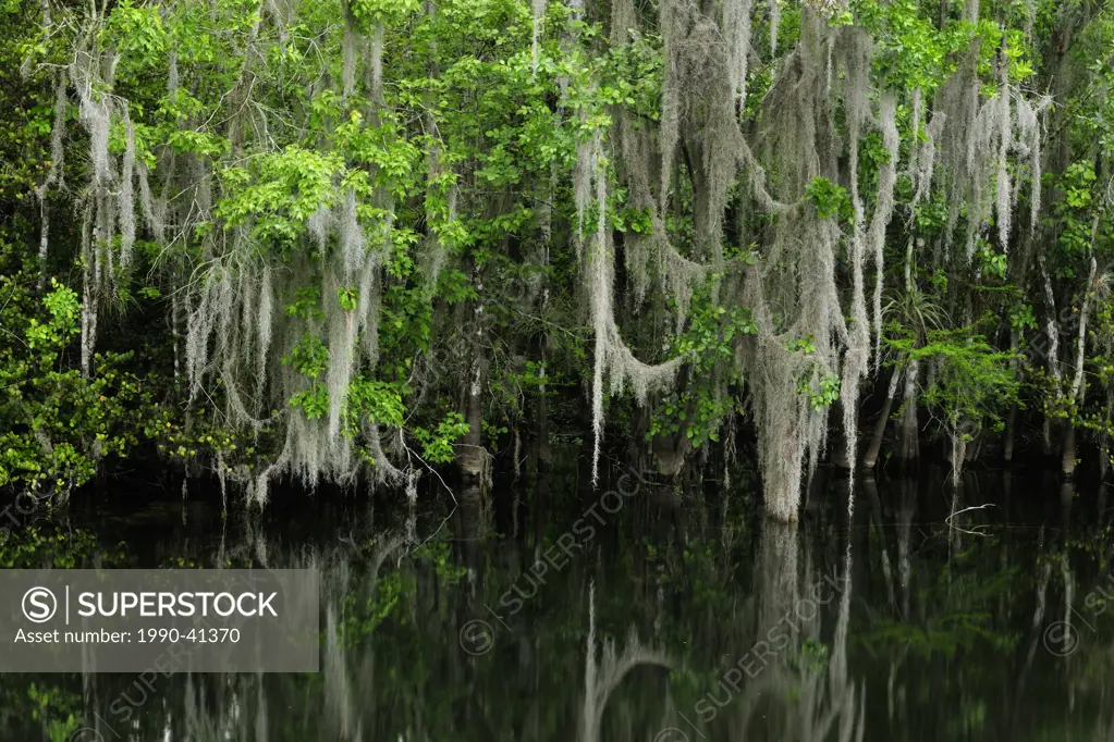 Spanish moss and trees reflected in the Turner River, Florida, United States of America