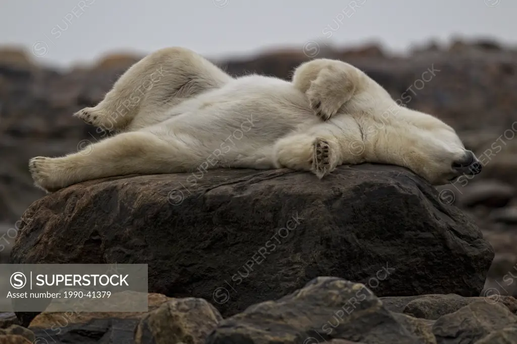 Polar bear laying on a rock, Churchill, Manitoba