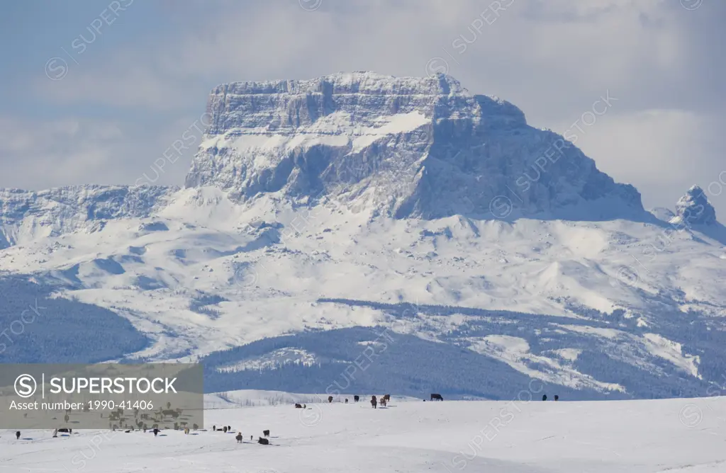 Cattle Bob taurus grazing, Chief Mountain, Glacier National Park and the Blackfeet Indian Reservation, Montana, United States Of America.